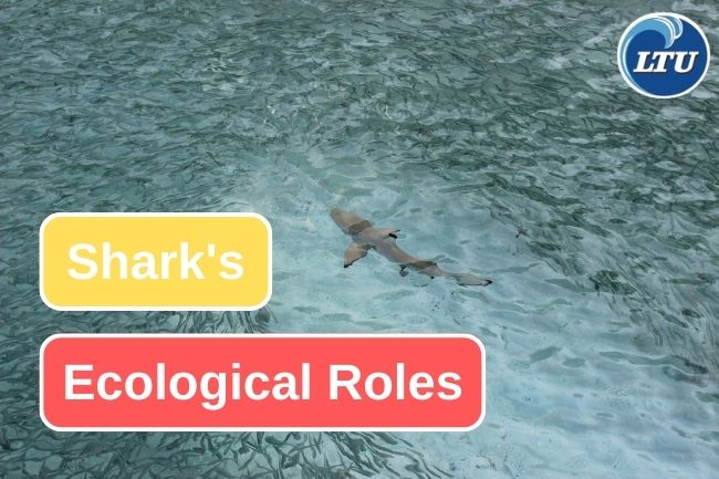 This Is Shark Ecological Roles That You Should Know